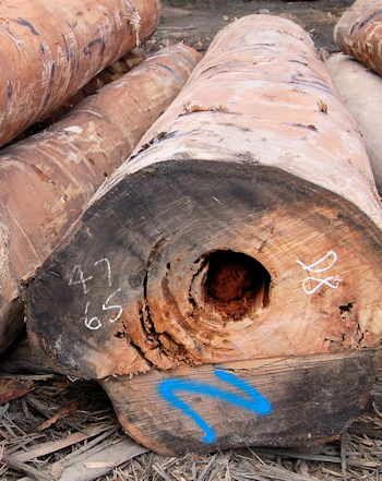 Hardwood log with a pipe in the centre