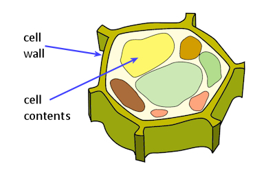 Cross section of a plant cell