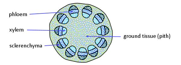 Primary growth in a stem (shown in cross section)