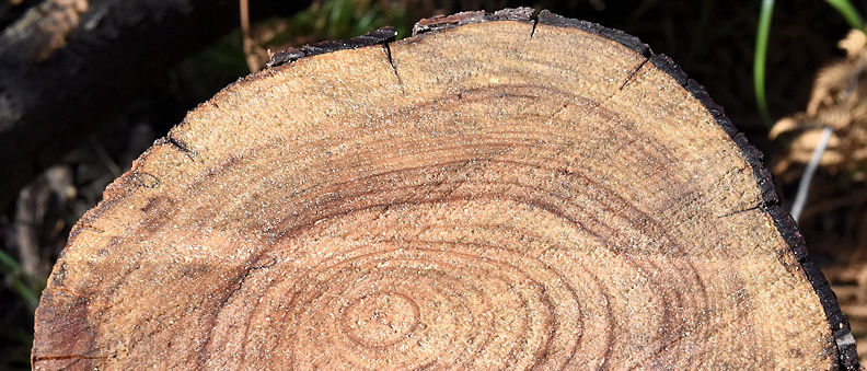 Example of growth rings in a typical softwood species