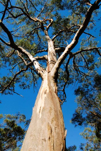 Eucalyptus tree