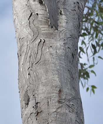 Longicorn borer attack  in a standing tree