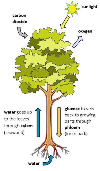 Ingredients of photosynthesis