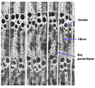 Magnified view of xylem tissue in an oak tree