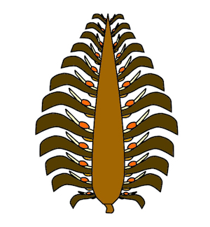 Typical female pine cone (opened up to show the seeds)