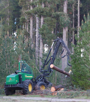 Radiata pine being harvested for timber