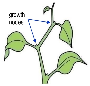 Branchlets on a stem