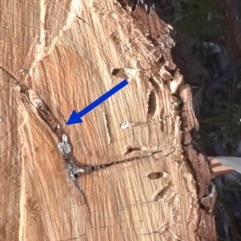 Resin pocket in a log