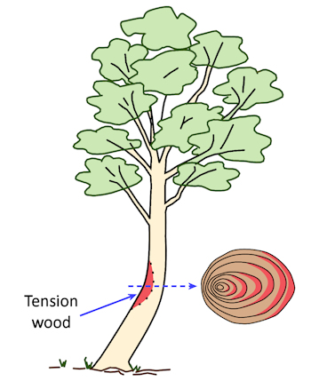 Tension wood in a hardwood tree
